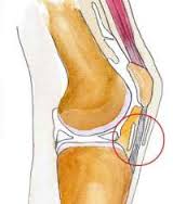 Knee anatomy showing bursae