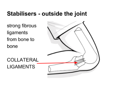 Collateral ligaments