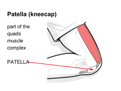 The patella