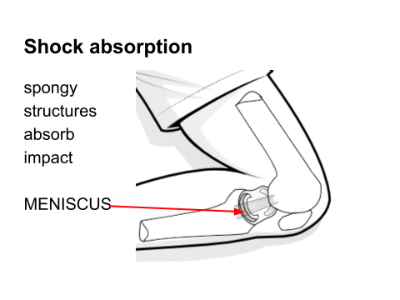 Knee meniscus