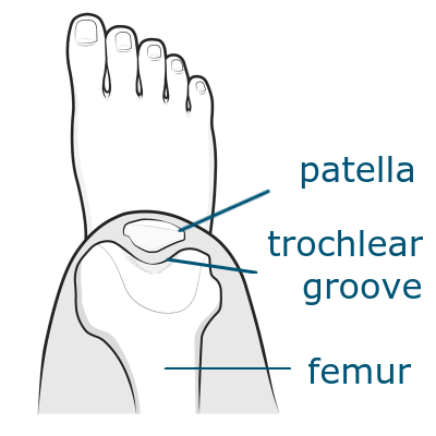 trochlear groove of the femur