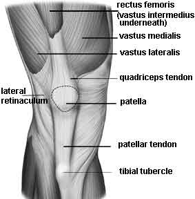 quads muscles