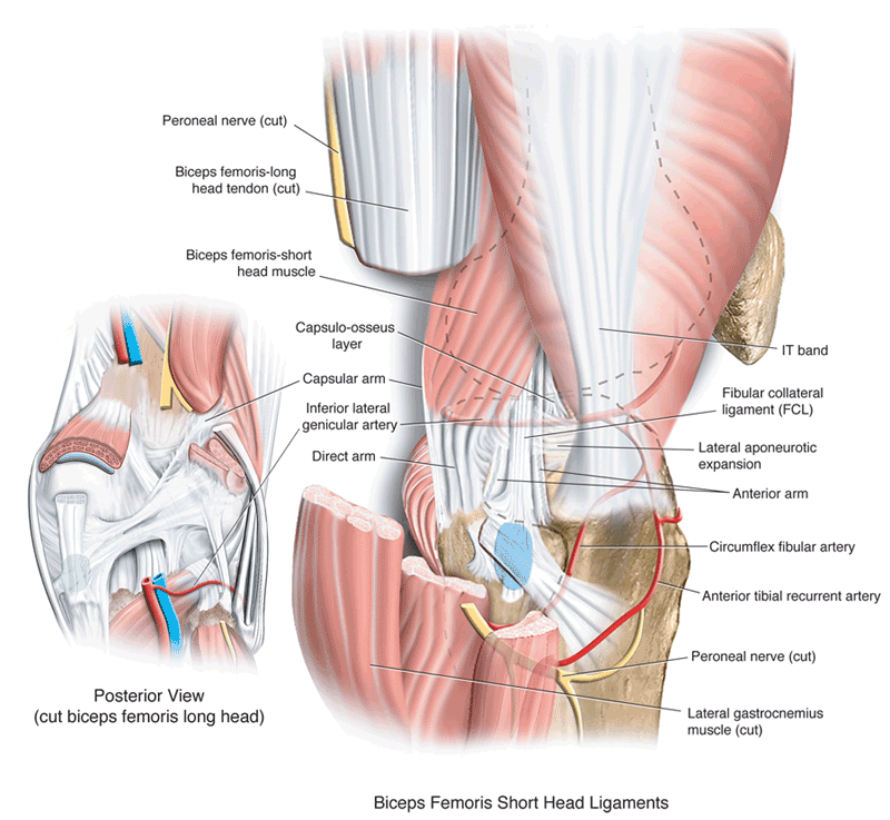 relationship of biceps femoris to the posterolateral corner