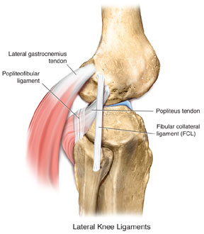 structures of the posterolateral corner of the knee