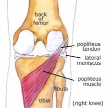 popliteus muscle at the back of the knee