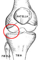 Illustration of lateral compartment