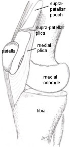 Image showing plicae in the straightened knee
