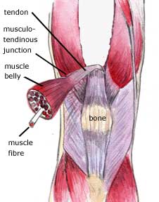 quads showing muscle fibre
