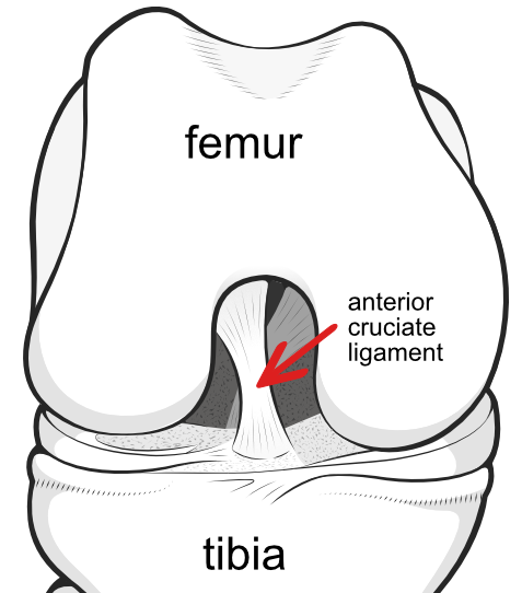 bent knee showing position of cruciate ligaments