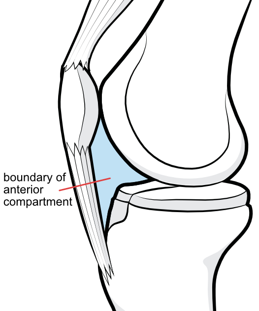 boundary of anterior compartment