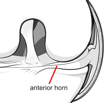anterior horn of menicus