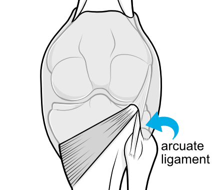 arcuate ligament at the back of the knee