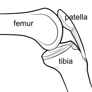bones of knee, including tibia