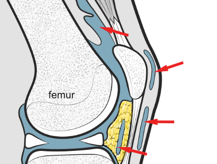 bursae of the knee