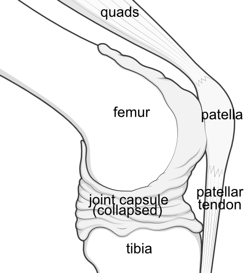 anatomy of knee - capsule