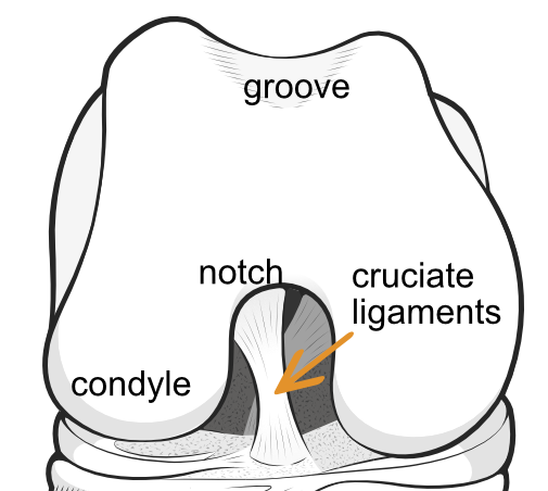 components of the femur in the knee joint
