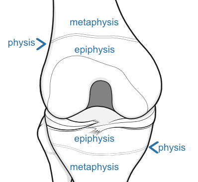 epiphysis