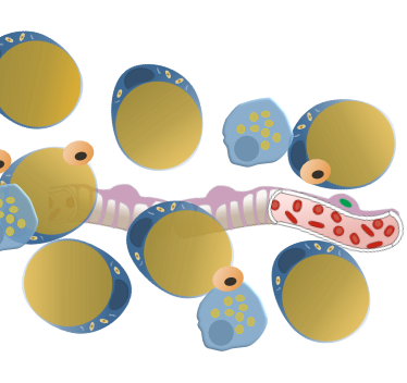fat matrix of cells, vessels and precursor cells