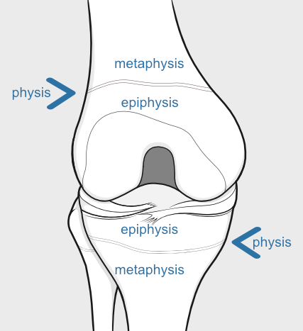 growth plate or physis