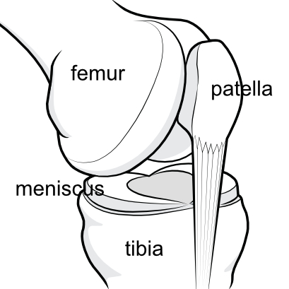 basic knee anatomy