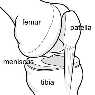 knee joint showing the meniscus