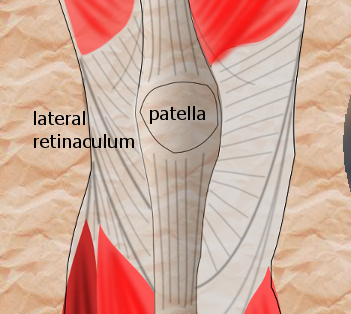 lateral retinaculum of the knee