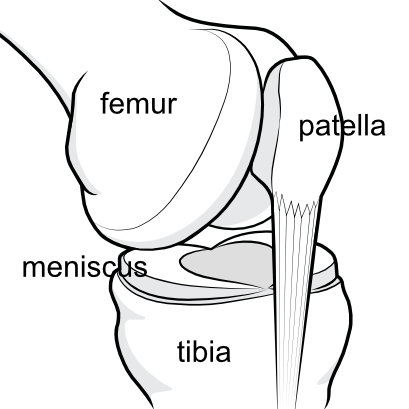 patellar tendon