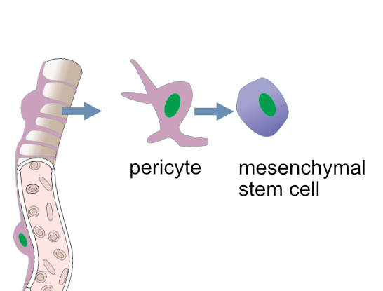mesenchymal stem cell