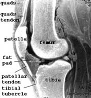 articular joints of knee