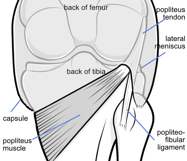 the region at the back of the knee on the lateral side
