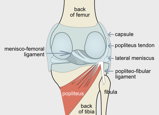 Popliteus muscle and popliteus tendon