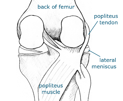 popliteal region of knee