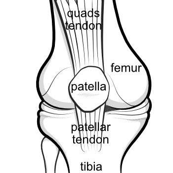 quads and patellar tendon with patella