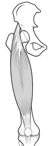 rectus femoris part of quads muscle