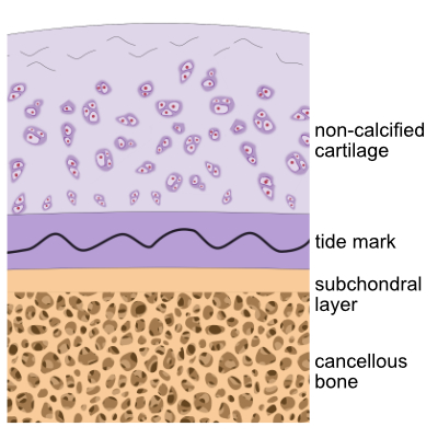 cartilage with tide mark
