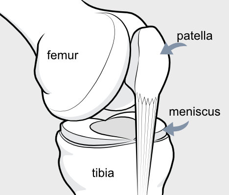 meniscus and bones of knee