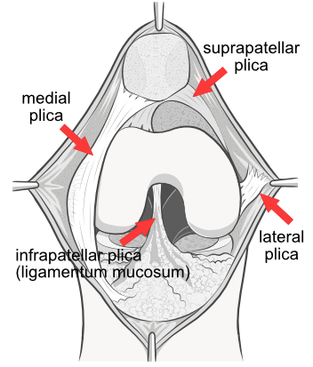 ligamentum mucosus